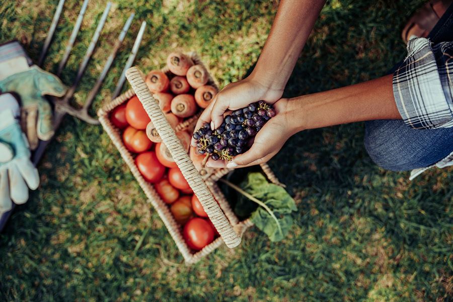 someone holding a handful of grapes above a basket of apples