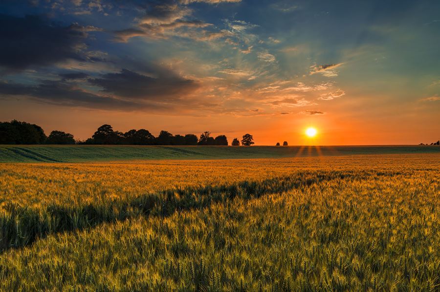 wheat field during sunset